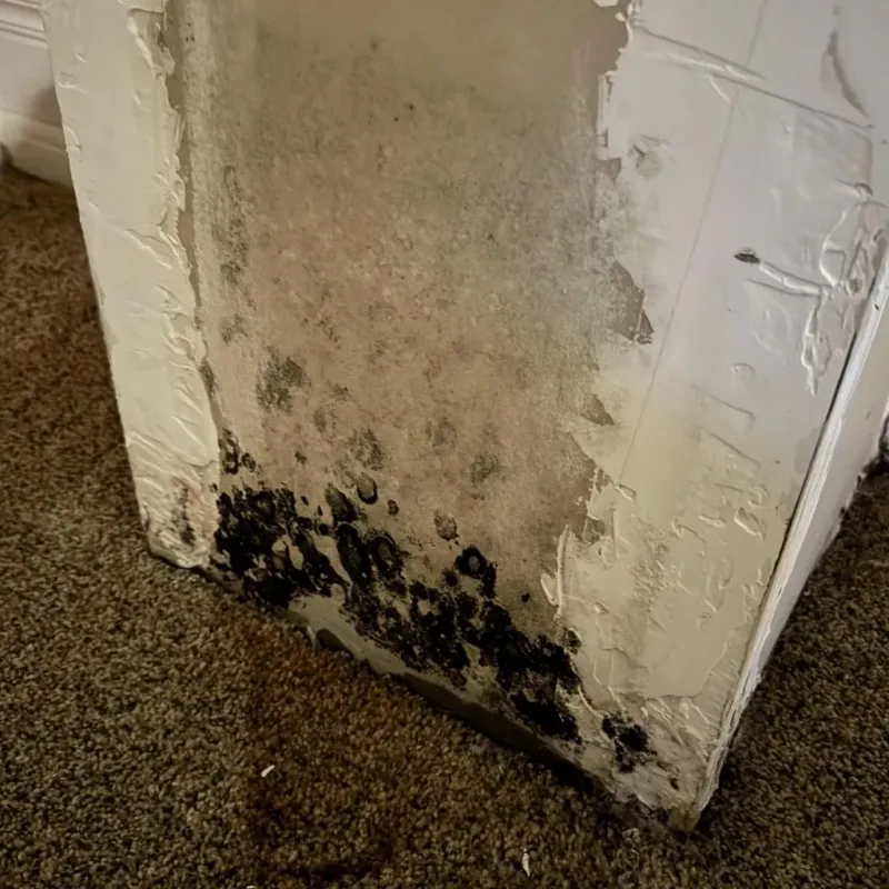 Professional Mold Removal in Buffalo, SD